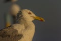 Portrait of a gull or seagull standing on a seaside railing Royalty Free Stock Photo