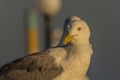 Portrait of a gull or seagull standing on a seaside railing Royalty Free Stock Photo