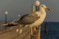 Portrait of a gull or seagull standing on a seaside railing Royalty Free Stock Photo