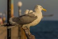 Portrait of a gull or seagull standing on a seaside railing Royalty Free Stock Photo