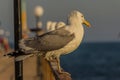 Portrait of a gull or seagull standing on a seaside railing Royalty Free Stock Photo