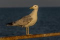 Portrait of a gull or seagull standing on a seaside railing Royalty Free Stock Photo