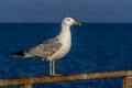 Portrait of a gull or seagull standing on a seaside railing Royalty Free Stock Photo