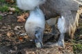 Portrait of a guzzling griffon vulture (gyps fulvus) Royalty Free Stock Photo