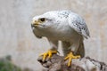 Portrait of a Gyr Falcon, Falco rusticolus, sitting on a stick Royalty Free Stock Photo