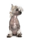 Portrait of hairless Chinese Crested Dog, 3 months old Royalty Free Stock Photo