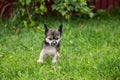 Portrait of hairless lovely puppy breed chinese crested dog standing in the green grass on summer day. Royalty Free Stock Photo