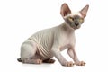 Portrait of hairless Sphynx cat on white background. Generative AI
