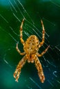 European garden spider, diadem orangie, cross spider Royalty Free Stock Photo