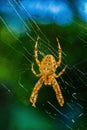 European garden spider, diadem orangie, cross spider Royalty Free Stock Photo