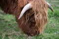 Portrait of a hairy Scottish Highland Cattle foraging in a green meadow outdoors. You can see the brown head from the side, one Royalty Free Stock Photo