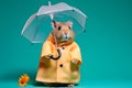 Portrait of a hamster wearing a raincoat and an umbrella in studio, colorful background. Autumn concept. Generative AI