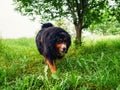 Portrait of handsome Bernese mountain dog in a rural country area. Big and very social animal. King size pet of a house