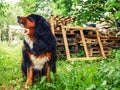 Portrait of handsome Bernese mountain dog in a rural country area. Big and very social animal. King size pet of a house