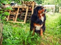 Portrait of handsome Bernese mountain dog in a rural country area. Big and very social animal. King size pet of a house