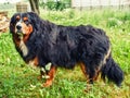 Portrait of handsome Bernese mountain dog in a rural country area. Big and very social animal. King size pet of a house with dark