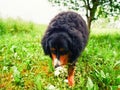 Portrait of handsome Bernese mountain dog smelling flowers in a rural country area. Big and very social animal. King size pet of a