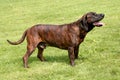 The portrait of Hanoverian Scenthound dog Royalty Free Stock Photo