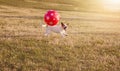 PORTRAIT HAPPY AND ACTIVE JACK RUSSELL DOG PLAYING FUTBOL WITH A RED BIG BALL ON DEFOCUSED GRASS PARK