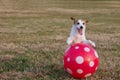 PORTRAIT HAPPY AND ACTIVE JACK RUSSELL DOG PLAYING WITH A RED BIG BALL ON DEFOCUSED GREEN GRASS PARK Royalty Free Stock Photo
