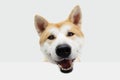 Portrait happy akita dog hanging mouth on blank. Isolated on white background