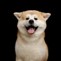 Akita Inu Dog isolated on Black Background Royalty Free Stock Photo