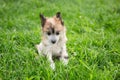 Portrait of amber hairless puppy breed chinese crested dog sitting in the green grass on summer day. Royalty Free Stock Photo