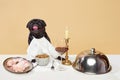 Portrait of happy aristocratic pug, breed dog sitting on table with different delicious meals, glass of wine over beige
