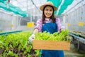 Portrait of happy Asian woman farmer holding basket of fresh vegetable salad in an organic farm in a greenhouse garden, Concept of Royalty Free Stock Photo