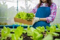 Portrait of happy Asian woman farmer holding basket of fresh vegetable salad in an organic farm in a greenhouse garden, Concept of Royalty Free Stock Photo