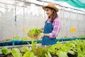 Portrait of happy Asian woman farmer holding basket of fresh vegetable salad in an organic farm in a greenhouse garden, Concept of Royalty Free Stock Photo
