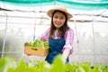 Portrait of happy Asian woman farmer holding basket of fresh vegetable salad in an organic farm in a greenhouse garden, Concept of Royalty Free Stock Photo