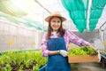 Portrait of happy Asian woman farmer holding basket of fresh vegetable salad in an organic farm in a greenhouse garden, Concept of Royalty Free Stock Photo