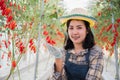 Young female gardener agriculture watching fresh red tomatoes at field in organic farm