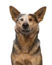 Portrait of a happy australian cattle dog on a white background looking content smiling and eyes closed