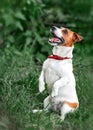 Portrait of happy barking small white and red dog jack russel terrier standing on its hind paws and looking up outside in park on