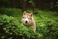 Portrait of happy and beautiful dog breed siberian husky lying in the green forest Royalty Free Stock Photo