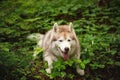 Portrait of happy and beautiful dog breed siberian husky lying in the green forest Royalty Free Stock Photo