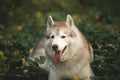 Portrait of happy and beautiful dog breed siberian husky lying on the hill the green forest in spring Royalty Free Stock Photo