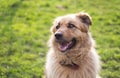 Portrait of a happy beautiful fluffy beige dog outdoors