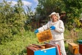 Beekeeper inspecting honeycomb Royalty Free Stock Photo