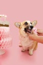 Portrait happy birthday corgi puppy dog next to a cake with burning candles and wearing a ribbon. Isolated on pink pastel Royalty Free Stock Photo