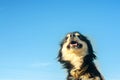 Portrait of a happy black dog on a blue sky background. domestic pet, animal. place for text. copyspace Royalty Free Stock Photo