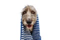 Portrait happy black dog wrapped with s blue striped towel ready for bathing, bath or take a shower. Isolated on white background Royalty Free Stock Photo