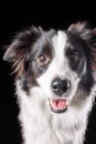 Portrait of happy border collie dog face of black and white color. Isolated on black Royalty Free Stock Photo