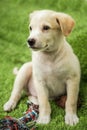 Portrait of Happy brown cute Labrador Retriever puppy with foliage bokeh background. Head shot of smile dog with colorful spring Royalty Free Stock Photo