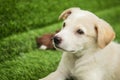 Portrait of Happy brown cute Labrador Retriever puppy