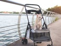 Happy brown short hair Chihuahua dog standing in pet stroller on walk way fence by the lake. smiling and looking sideway