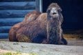 camel chewing hay