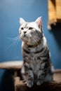 Portrait happy cat Scottish. Funny large longhair gray kitten with beautiful big eyes sit on table Royalty Free Stock Photo